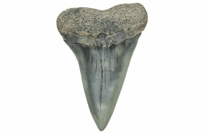 Fossil Broad-Toothed Mako Tooth - South Carolina #329084